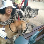 Big Dog like Horse at Gold Coast