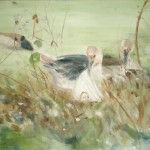 Gander Supervising His Geese Laying Eggs