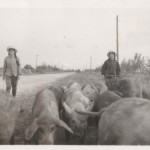 Looking after 6 Pigs in China