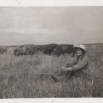 Looking after Pigs in China