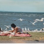 Seagulls Wanting to Join Our Picnic