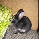 WEIWEI'S Barika Eating His Grass