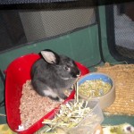 Weiwei's Barikah Pen