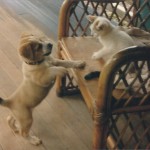 You can be a Good  Friend